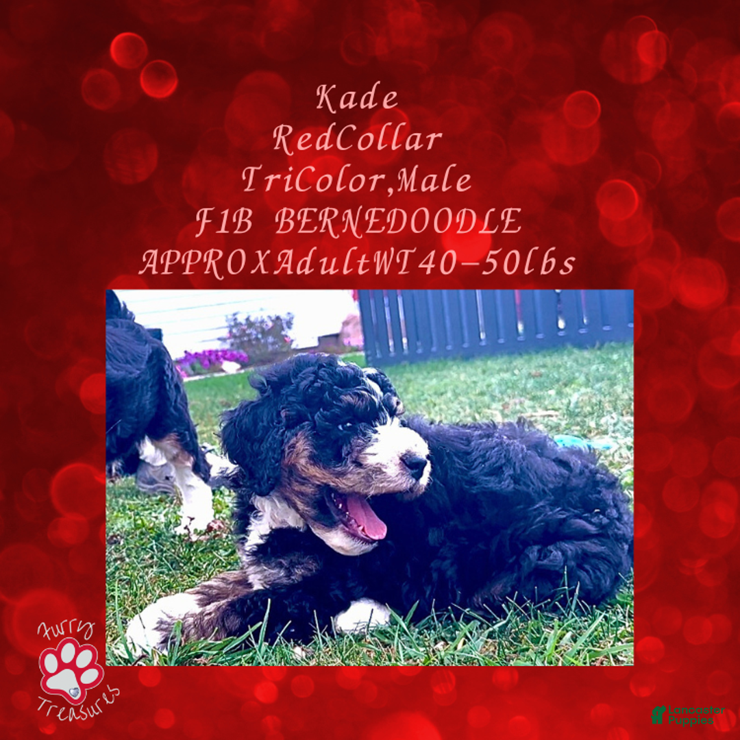 Mini Bernedoodle dogs for sale: Kade “Red Collar” Male - Ad 9