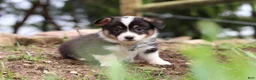 Welsh Corgi Pembroke dogs for sale: Ace - Ad 3