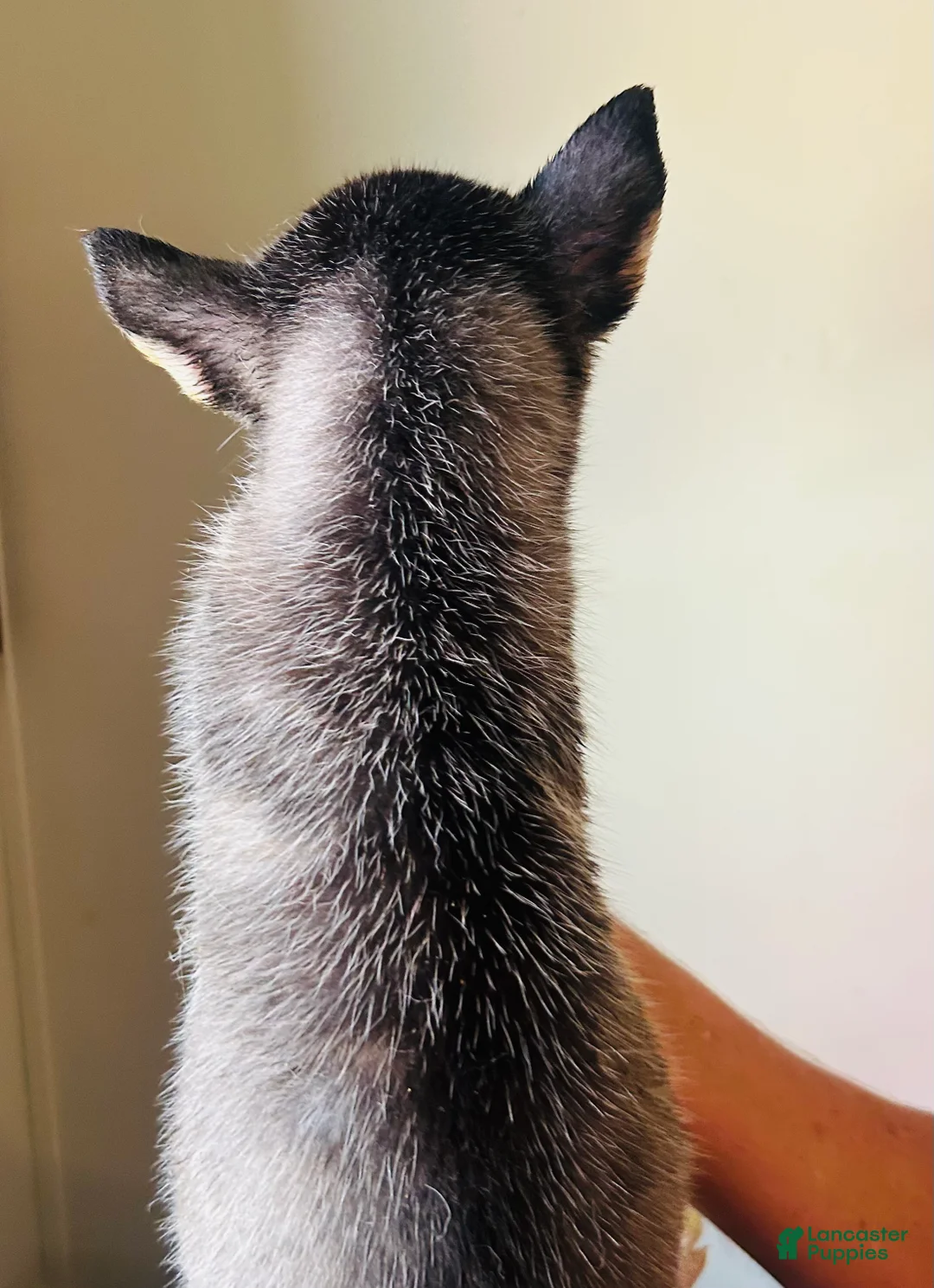 Siberian Husky dogs for sale: Siberian Husky 9 Nala - Ad 2