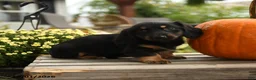 Dachshund dogs for sale: Merryweather - Ad 5