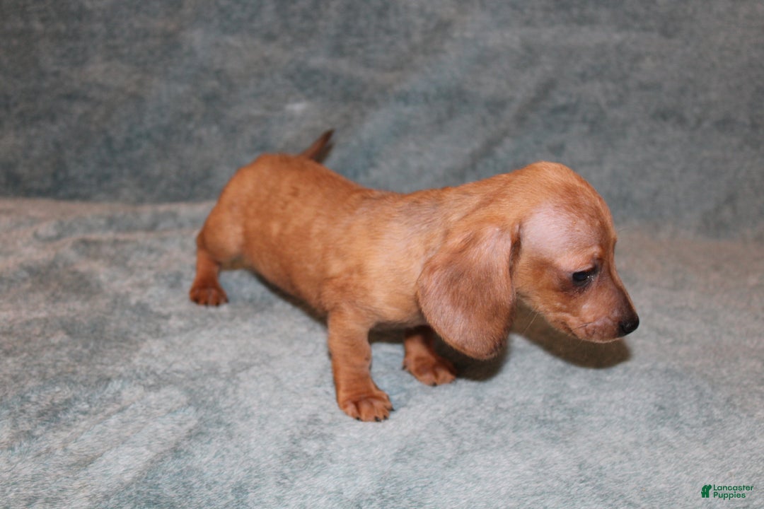 Miniature Dachshund dogs for sale: HAZEL MINI  - Ad 8
