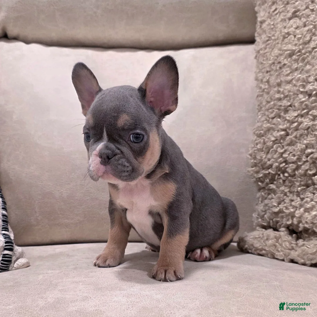 French Bulldog dogs for sale: Fletcher - Ad 2