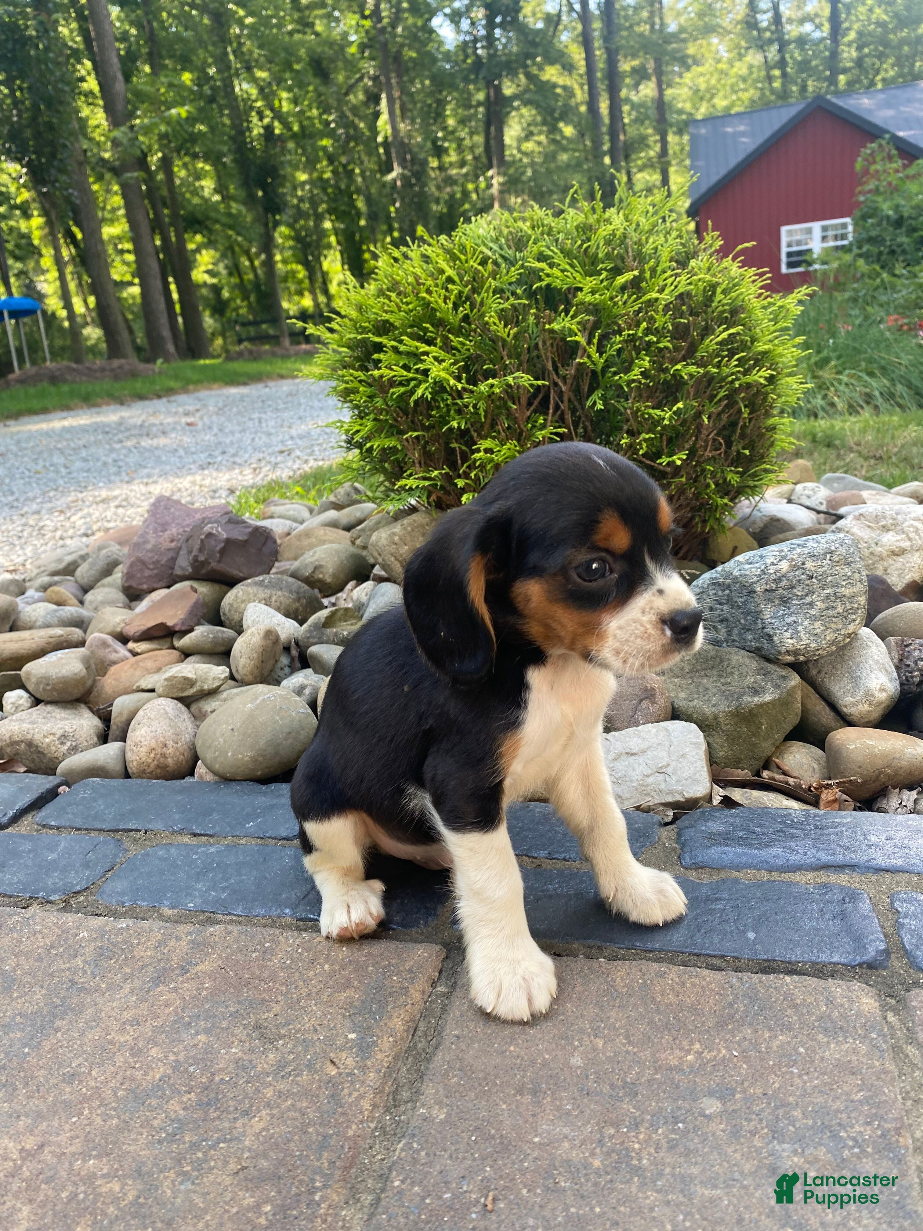 Beaglier Puppies For Bichon Beagle Mix Dogs Mixed Breed What Is My