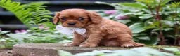 Cavalier King Charles Spaniel dogs for sale: Eclipse - Ad 4