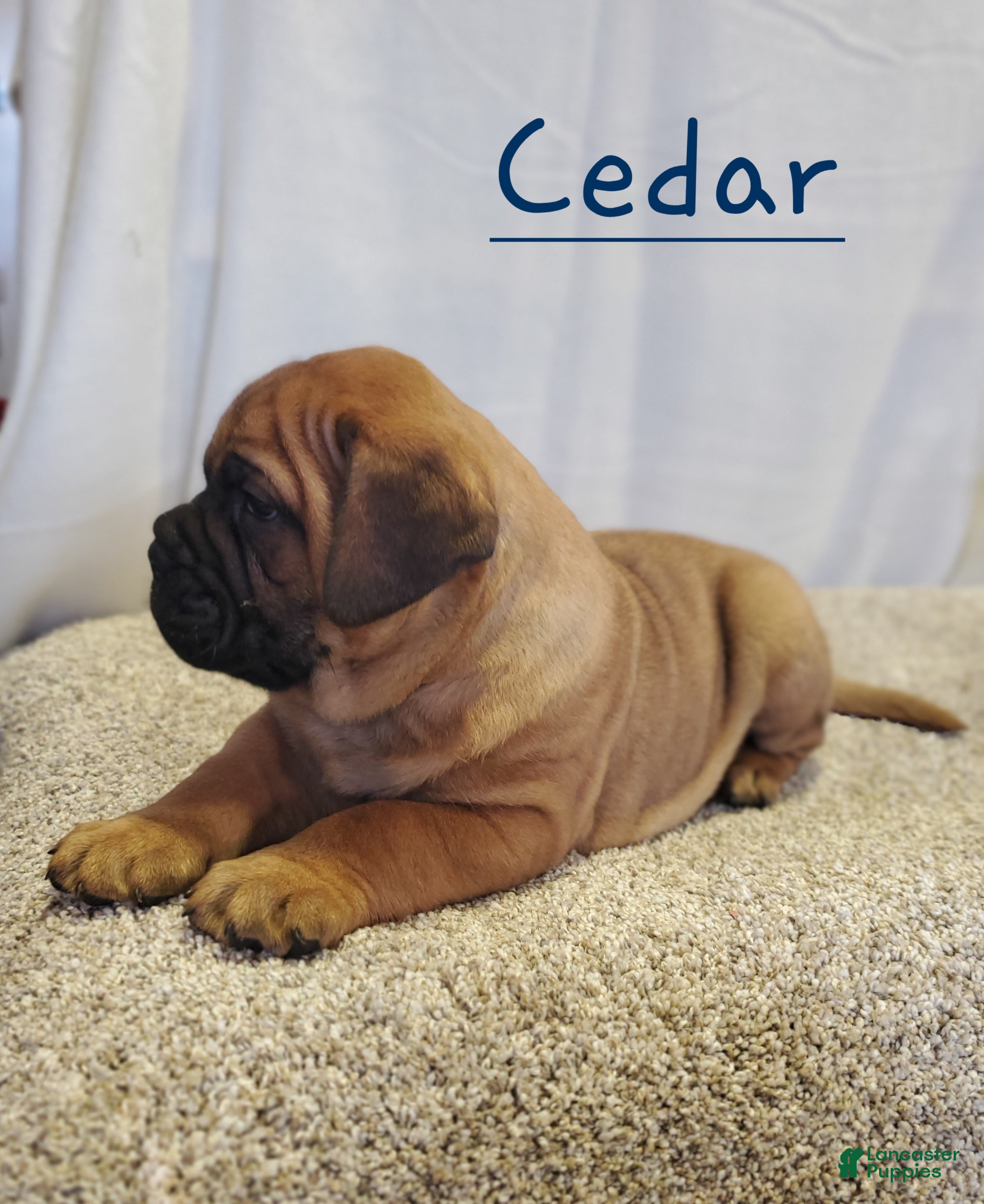 Bullmastiff dogs Cedar - Ad 3