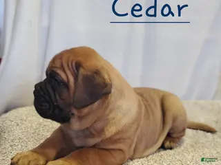 Bullmastiff dogs Cedar - Ad 3