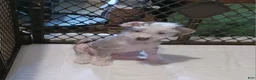 Chinese Crested dogs for sale: Zippy - Ad 3