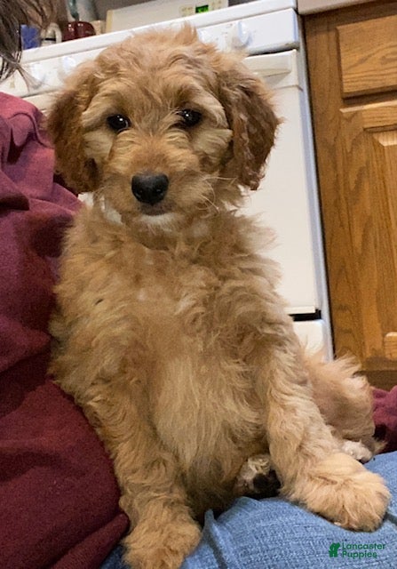 Mini Goldendoodle dogs Willow - Ad 18