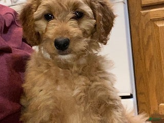 Mini Goldendoodle dogs Willow - Ad 37