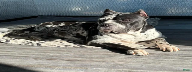Karri