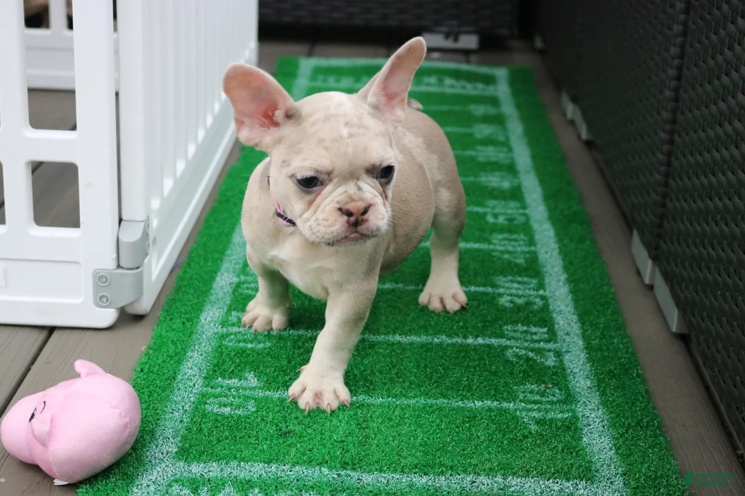 French Bulldog dogs for sale: French Bulldog 3 - Ad 2