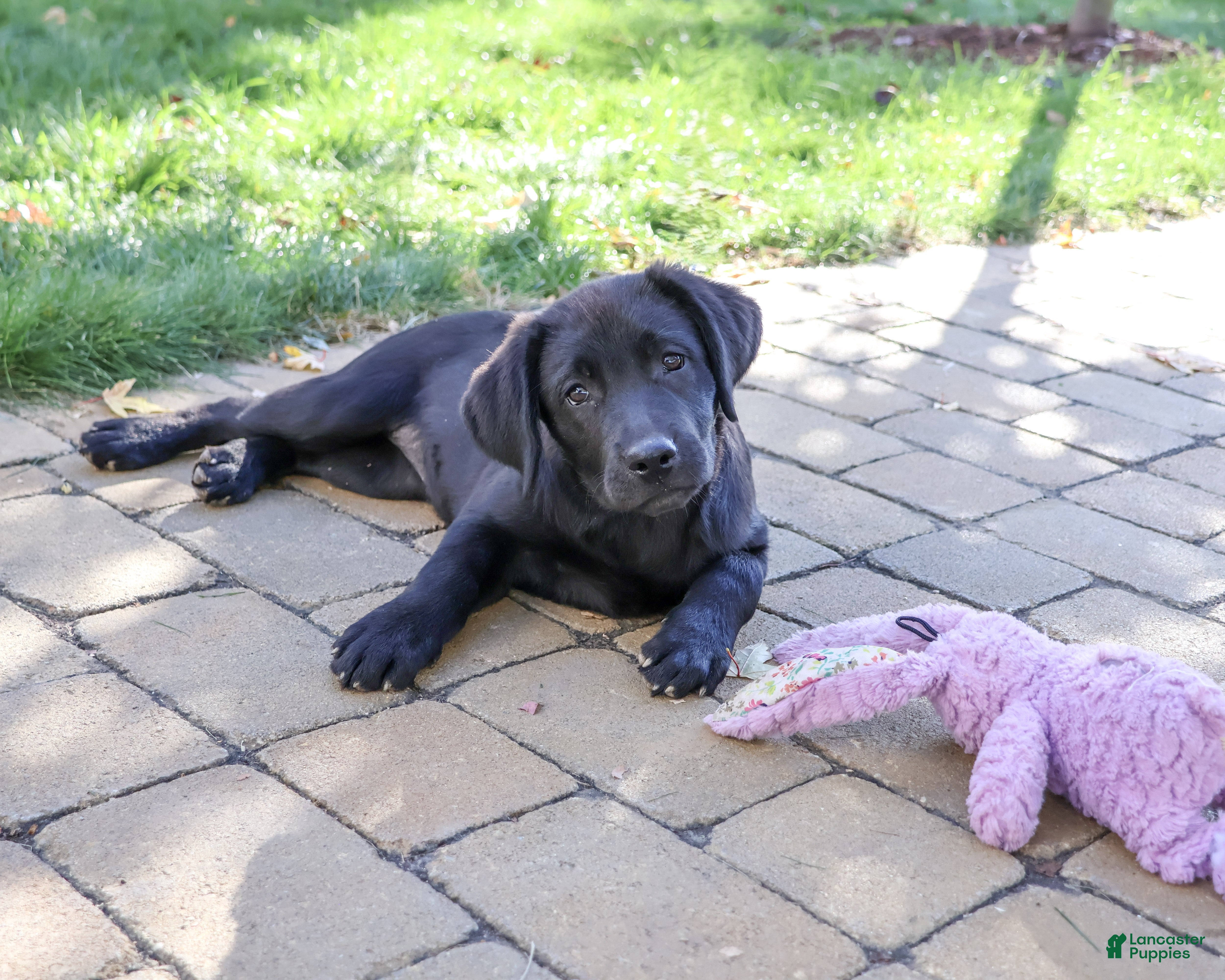 Labrador Retriever dogs for sale: Estelle - Ad 1