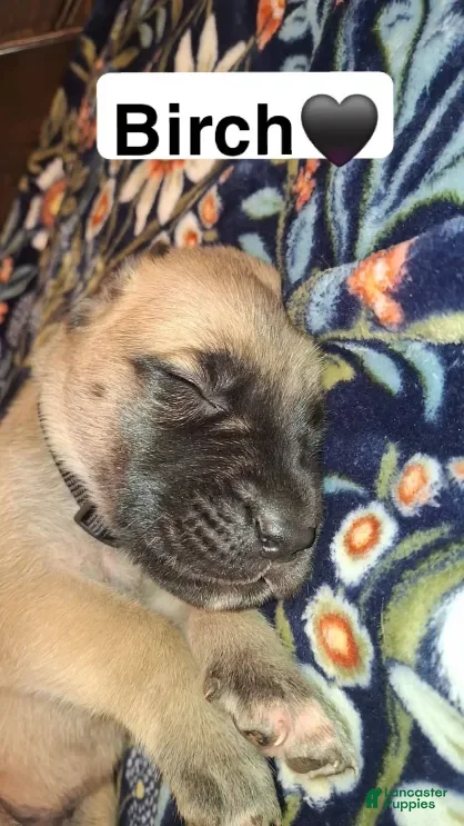 English Mastiff dogs Birch, English Mastiff Puppy - Ad 39