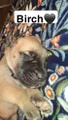 Birch, English Mastiff Puppy