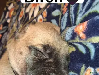 English Mastiff dogs Birch, English Mastiff Puppy - Ad 39