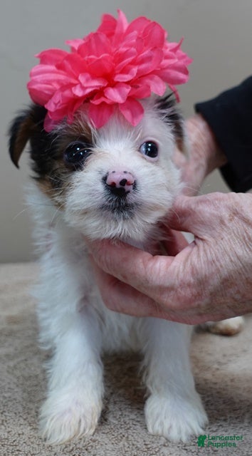 Yorkshire Terrier dogs Kiko girl - Ad 15