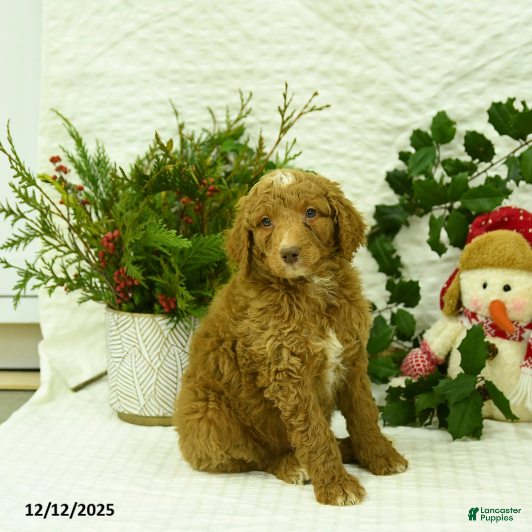 Goldendoodle dogs for sale: Komet - Ad 3