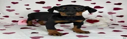Doberman Pinscher dogs for sale: Daisey - Ad 5