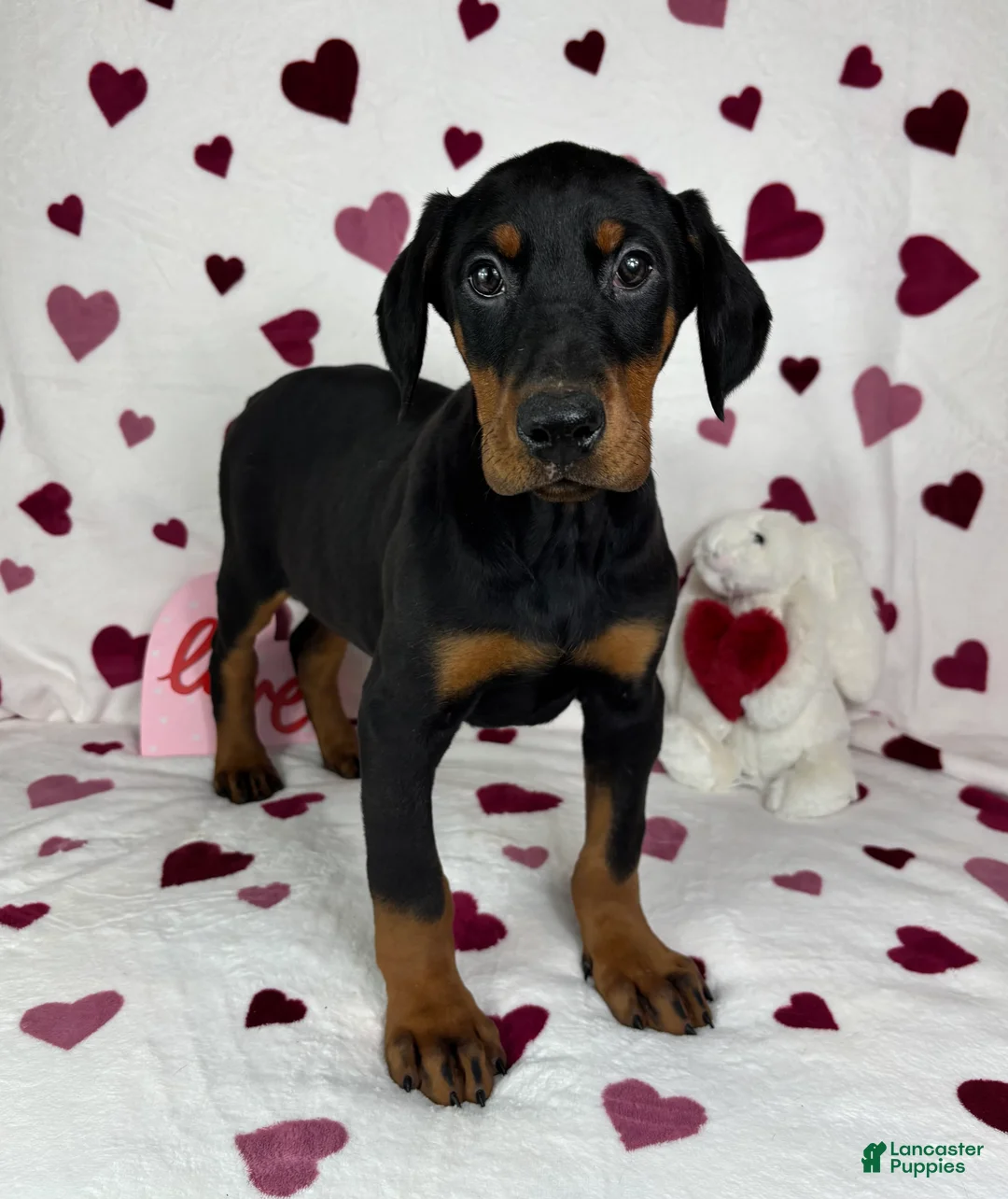Doberman Pinscher dogs for sale: Daisey - Ad 5