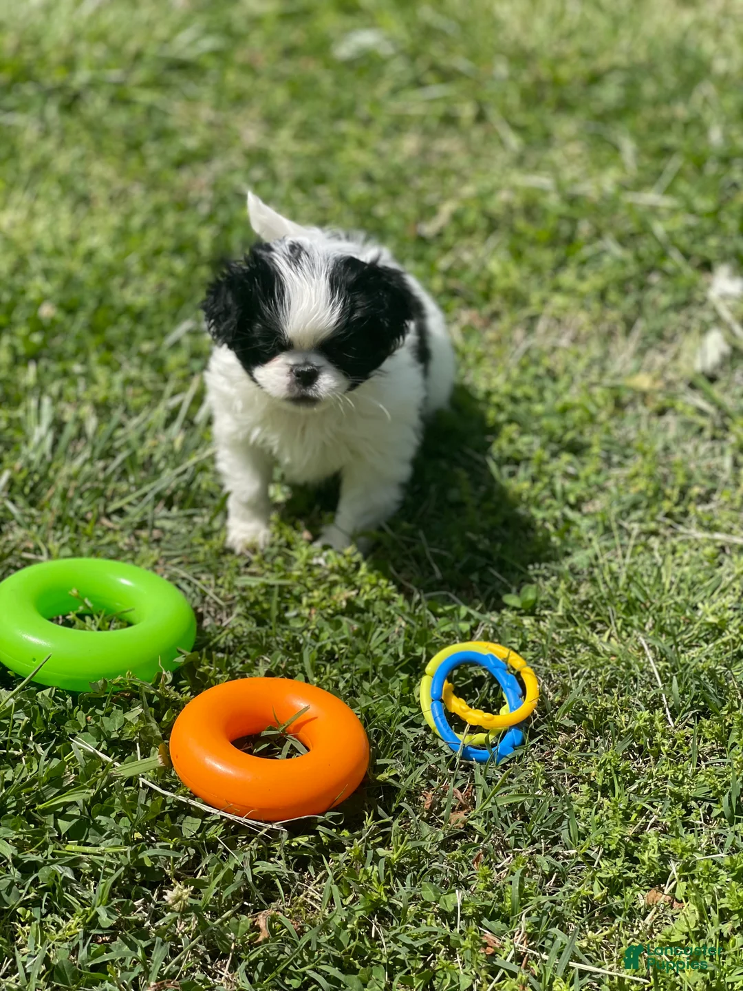 Japanese Chin dogs for sale: Japanese Chin Puppy 13 - Ad 2