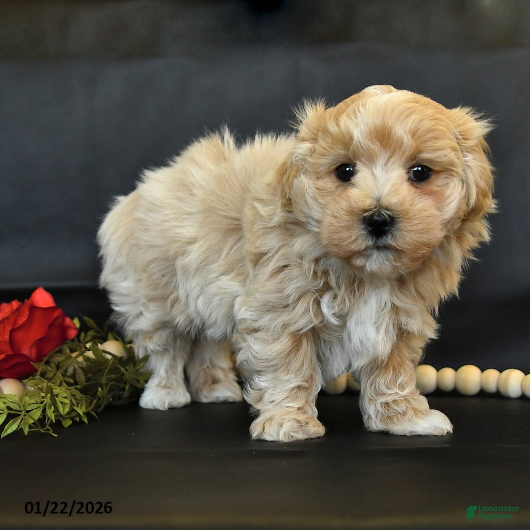 Maltipoo dogs for sale: Max - Ad 3