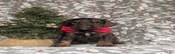 Cockapoo dogs for sale: Ashton Chocolate - Ad 1