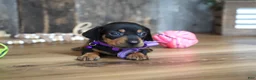 Miniature Dachshund dogs for sale: Whitney - Ad 4