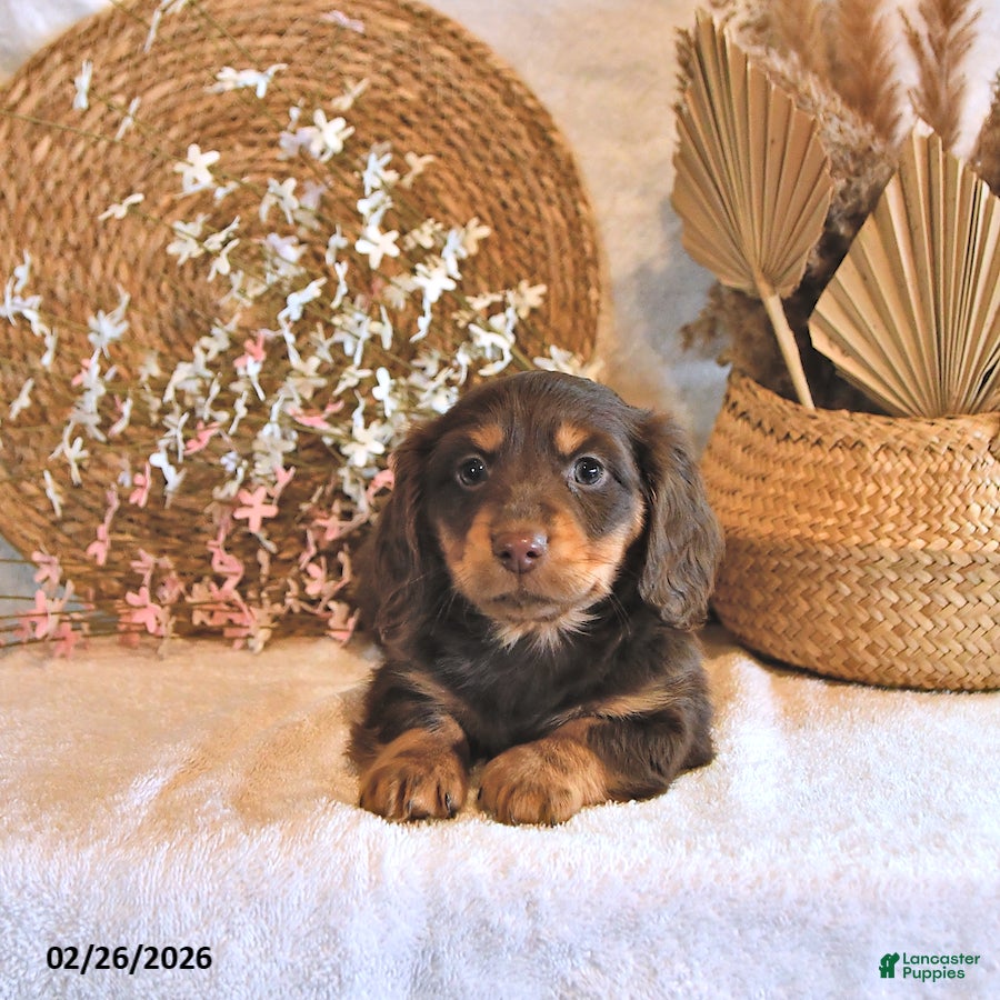 Miniature Dachshund dogs Brody - Ad 1