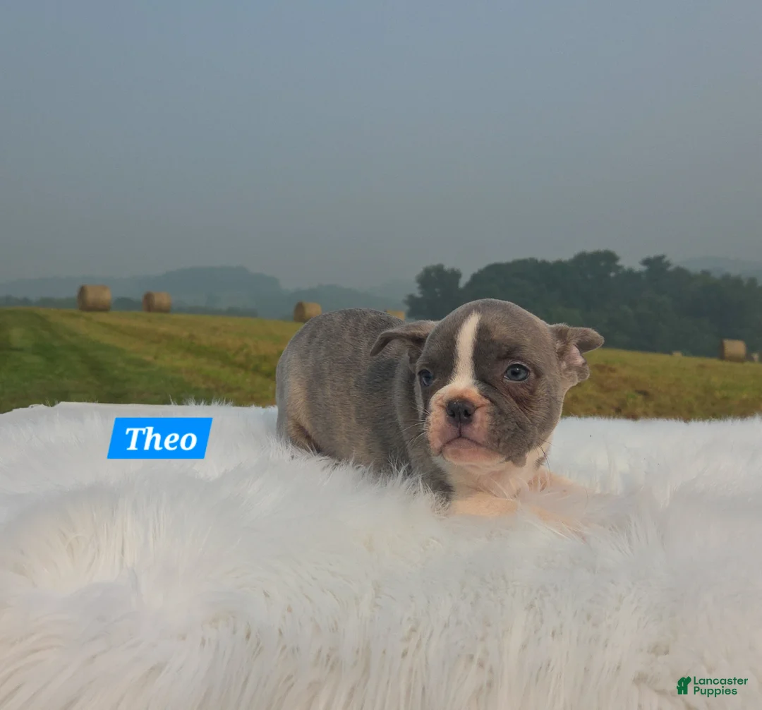 Frenchton dogs for sale: Theo - Ad 5
