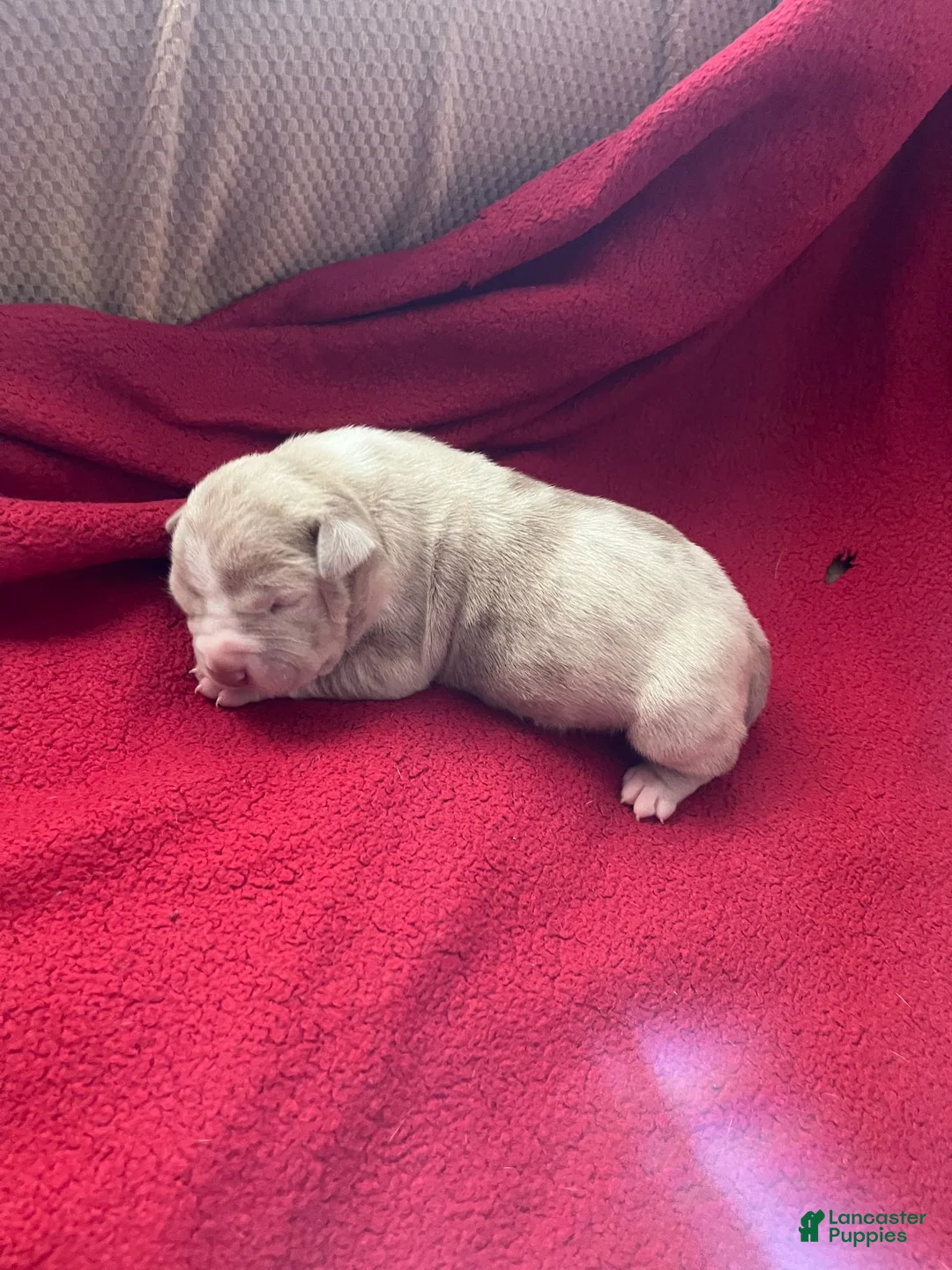 American Bully dogs for sale: American Bully 1 - Ad 2