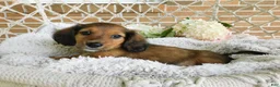 Miniature Dachshund dogs for sale: Toby - Ad 3