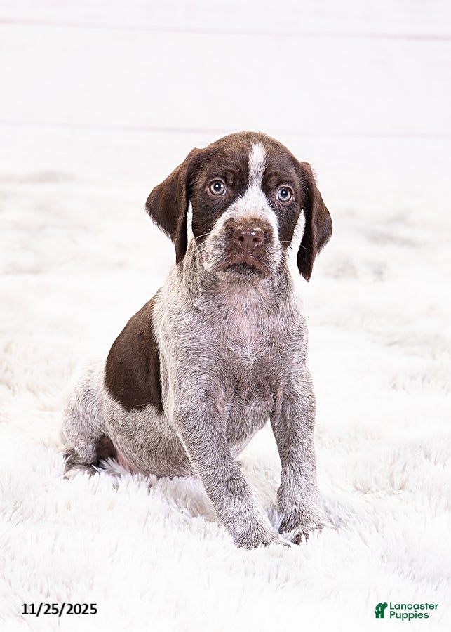 Mixed Breed dogs Robin - Ad 3