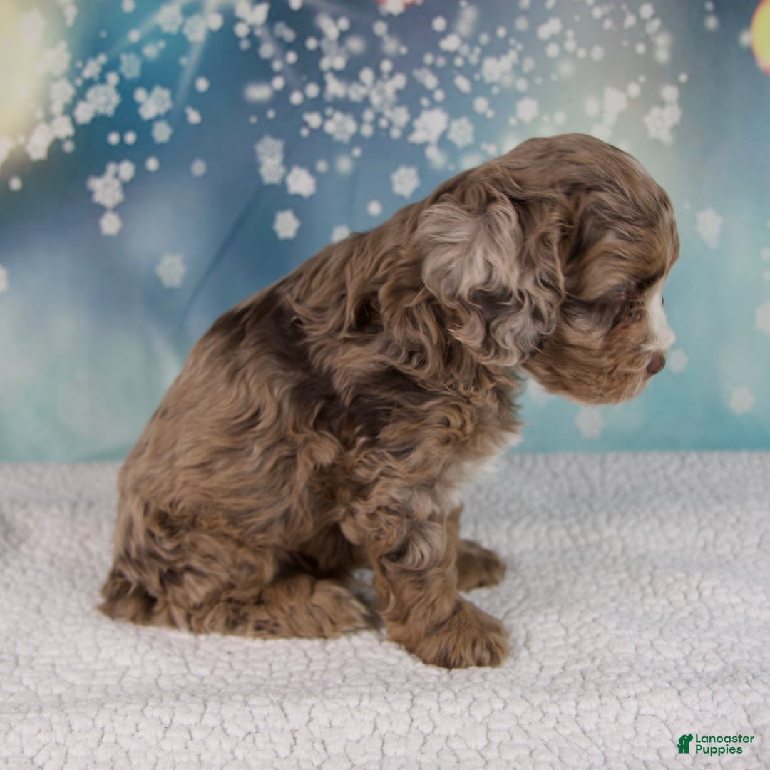 Cockapoo dogs for sale: Coco - Ad 5