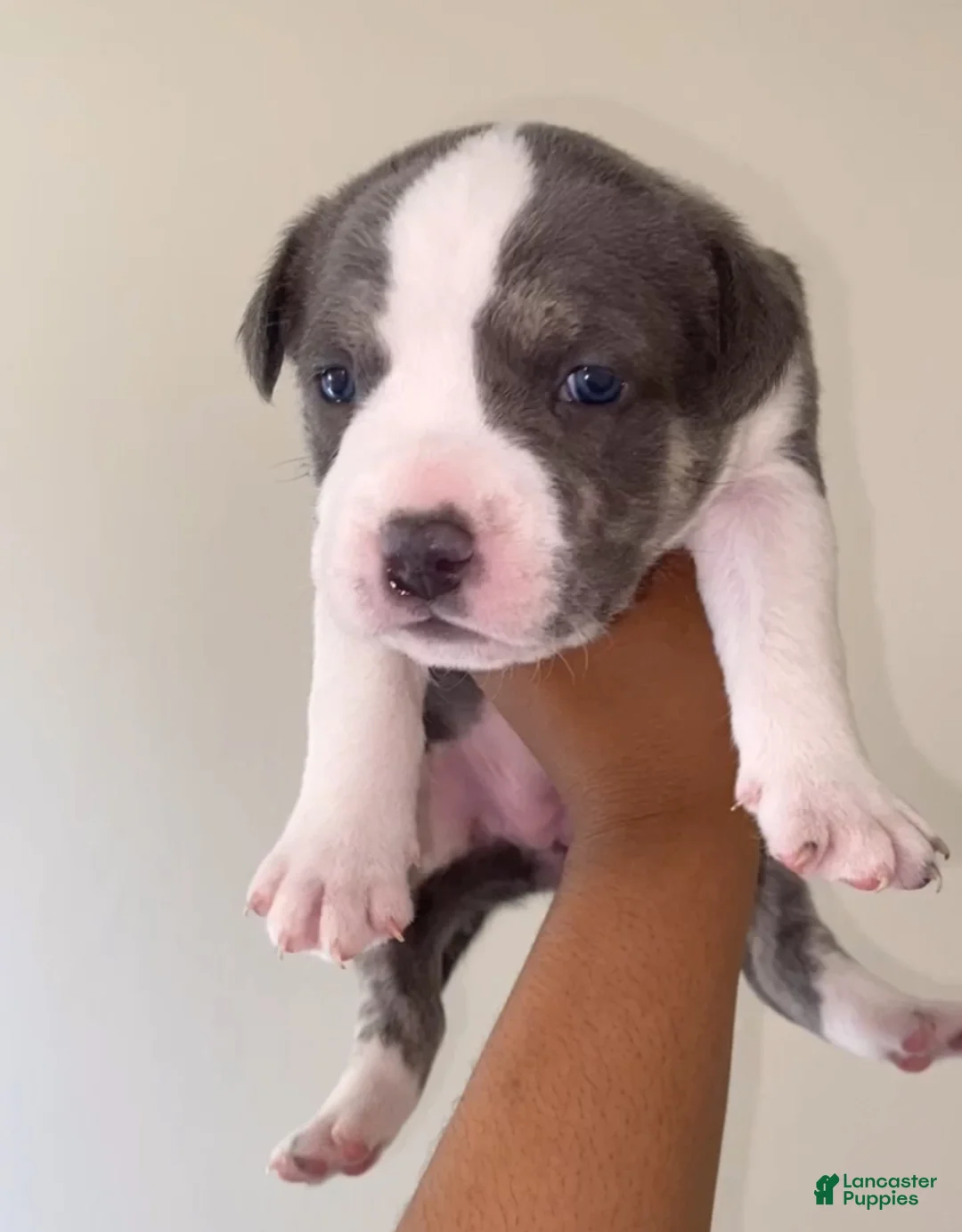 American Pit Bull Terrier dogs for sale: American Pit Bull Terrier Puppy 4 - Ad 1