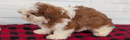Shih Tzu dogs for sale: Mason - Ad 4