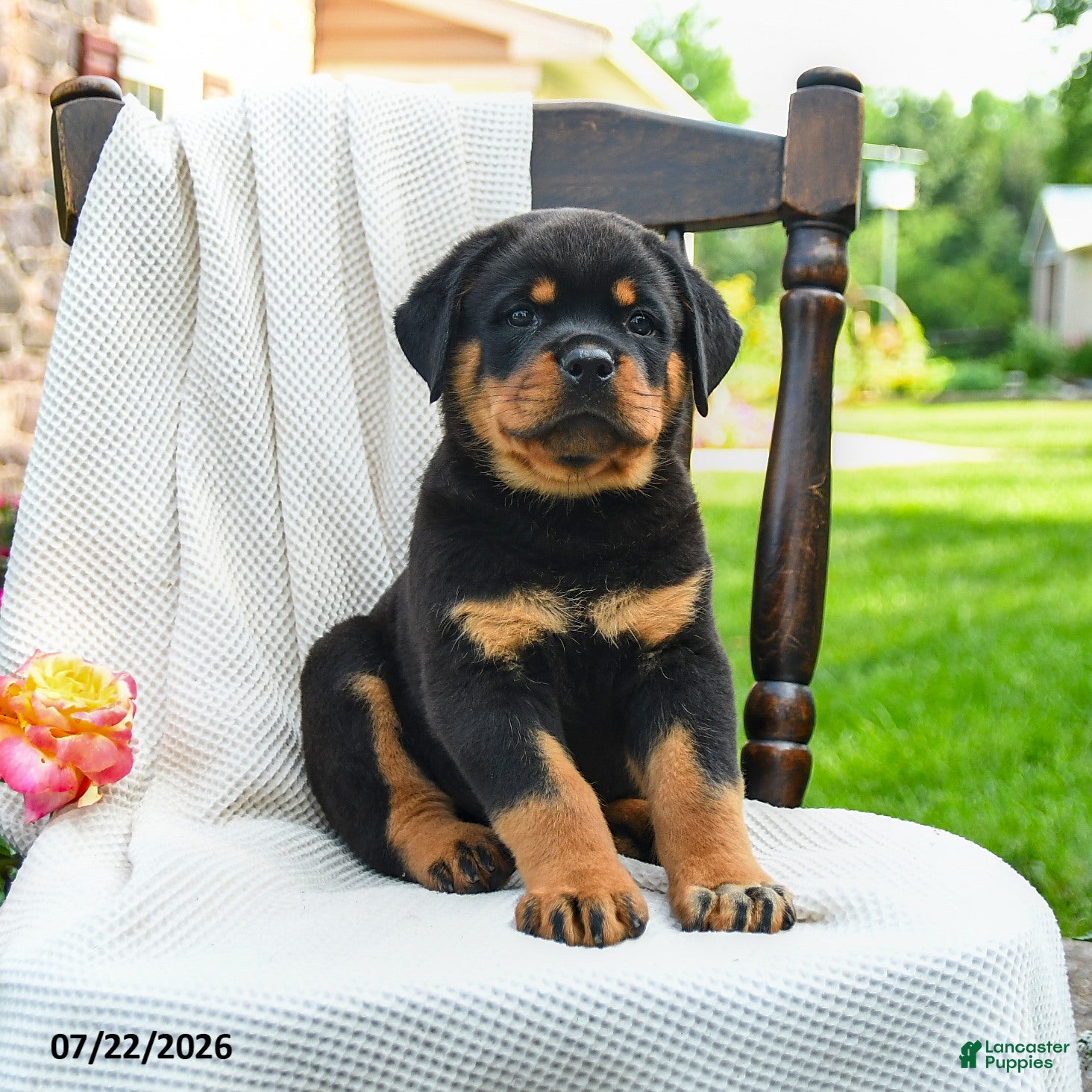 Rottweiler dogs Axel - Ad 1