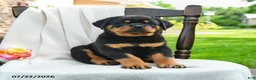 Rottweiler dogs for sale: Axel - Ad 1