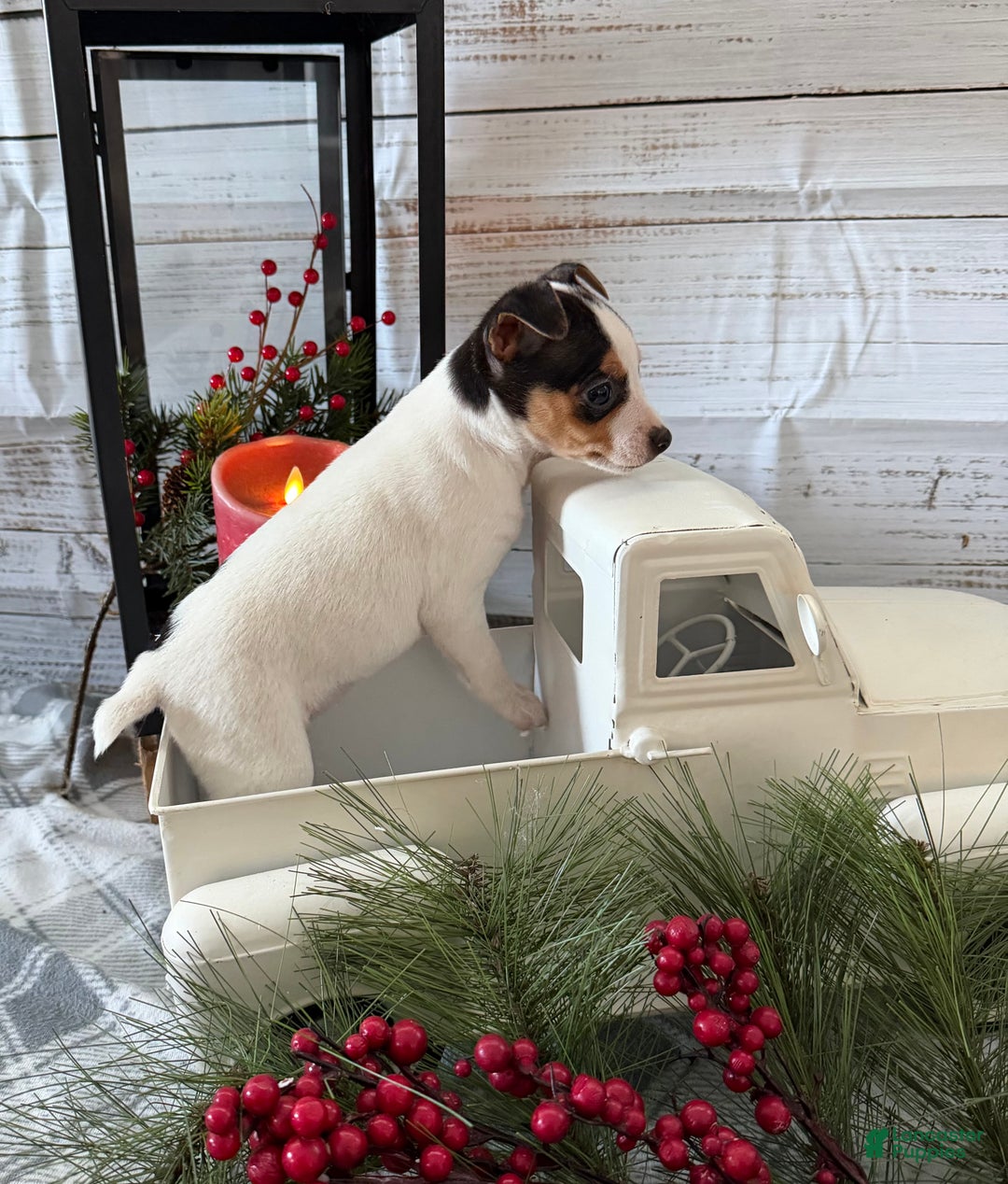 Toy Fox Terrier dogs for sale: Taffy - Ad 2
