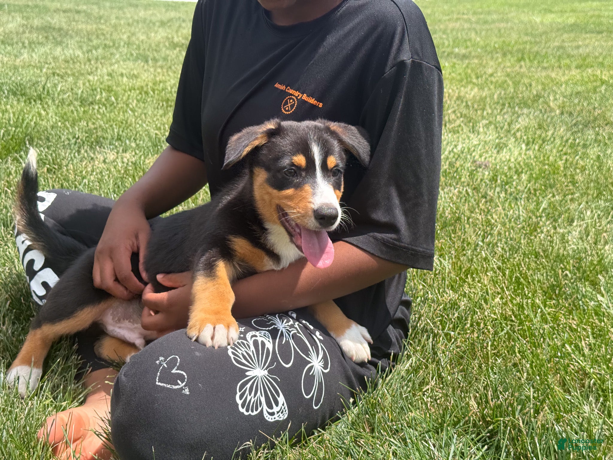 Mixed Breed dogs Grant - Ad 1