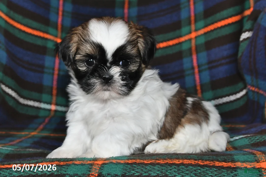 Shih Tzu dogs for sale: Fern - Ad 2