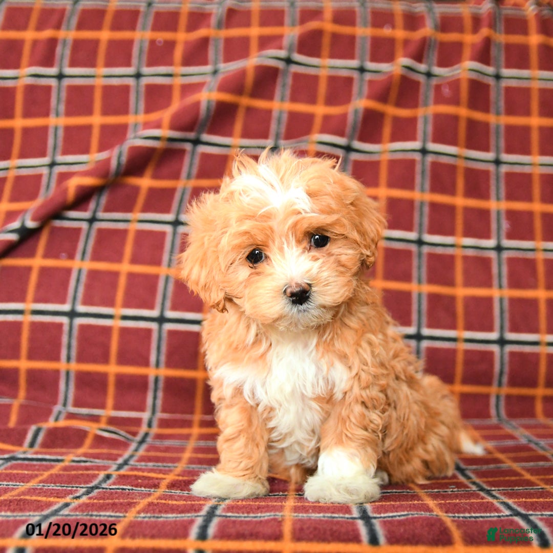 Maltipoo dogs for sale: Chasidy - Ad 1