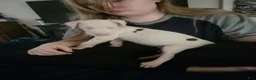 Great Dane dogs for sale: Great Dane 5 - Ad 5