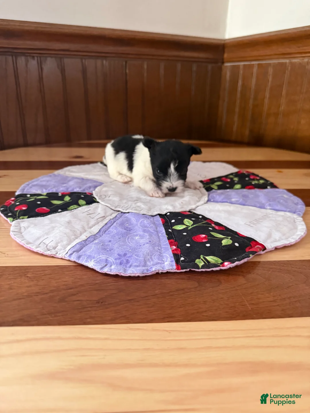 Yorkshire Terrier dogs for sale: Yorkshire Terrier Puppy 1 - Ad 2