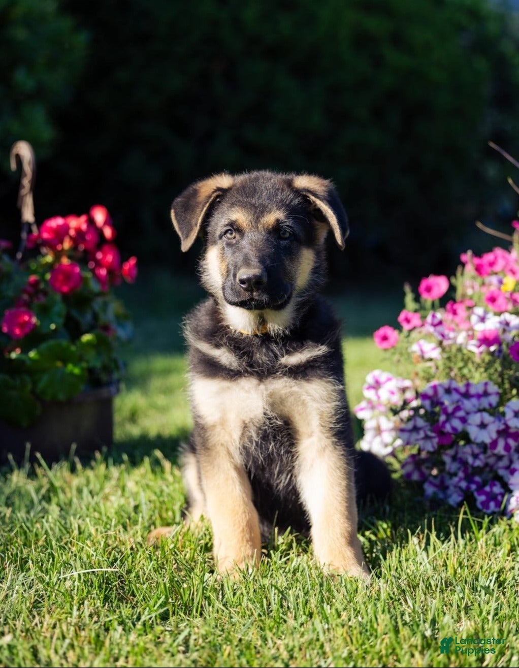 German Shepherd dogs Conan - Ad 1