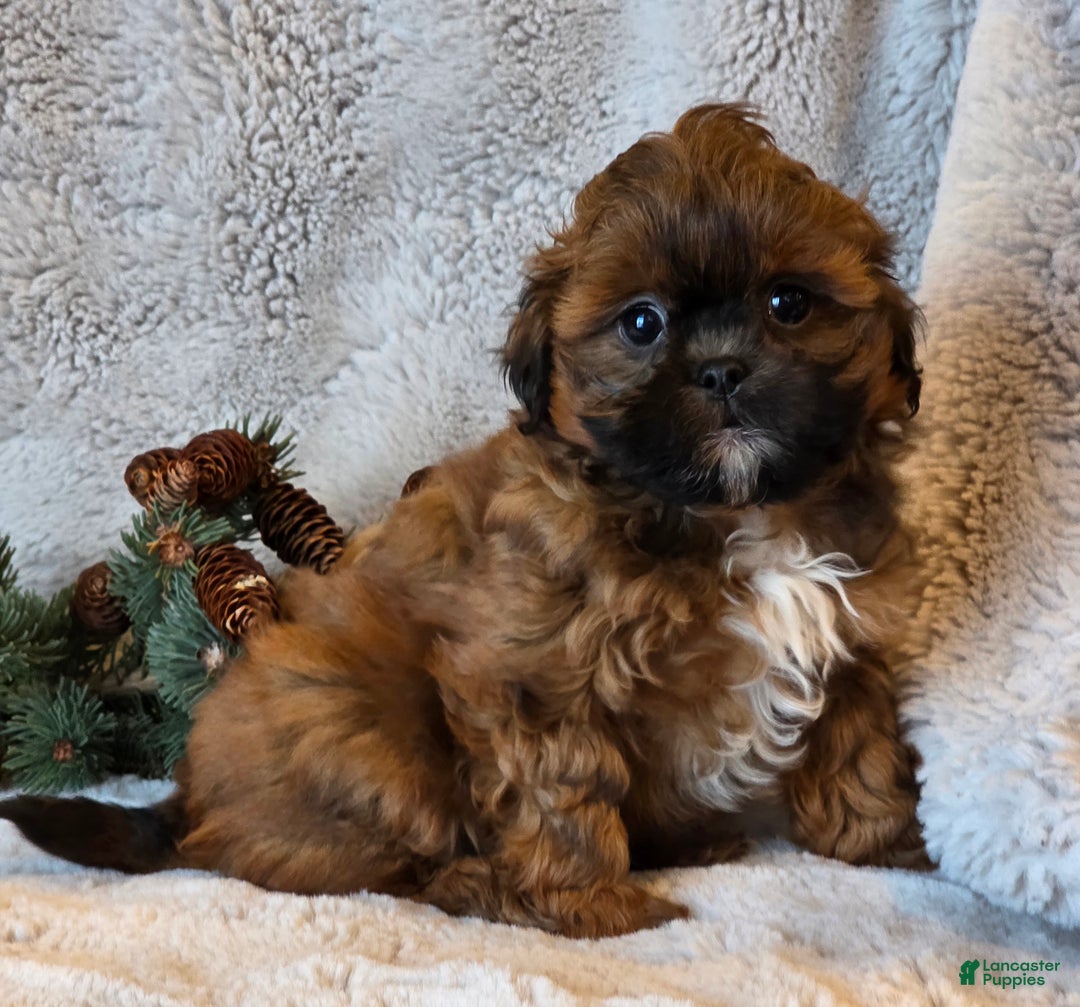 Shihpoo dogs for sale: Tessa - Ad 3