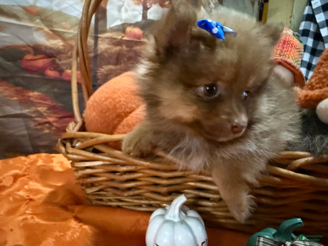 Pomeranian dogs for sale: Joy small - Ad 5