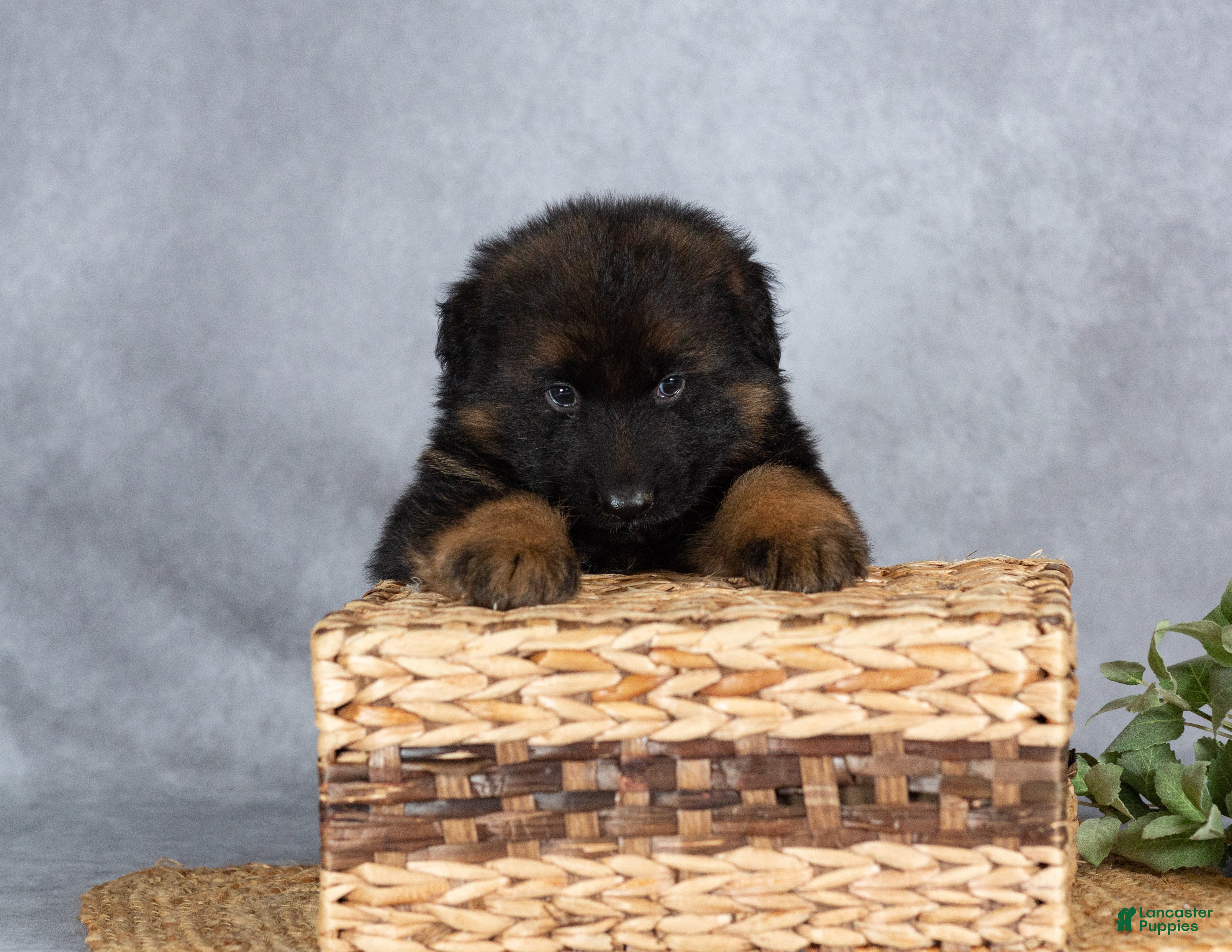 German Shepherd dogs Baley - Ad 1
