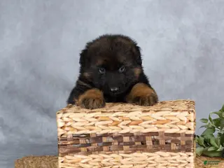 German Shepherd dogs for sale: Baley - Ad 2