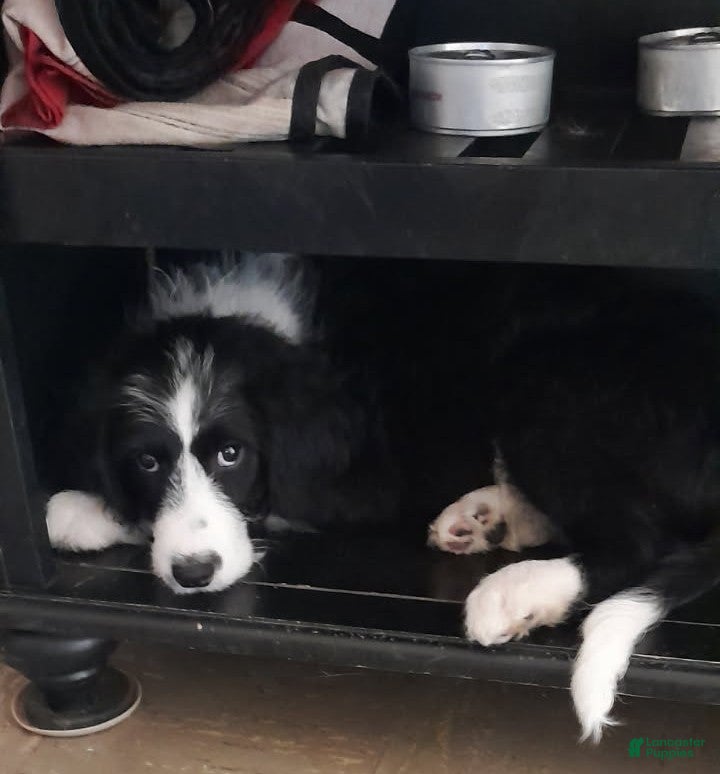 Bordoodle dogs Bordoodle Puppy 1 - Ad 5