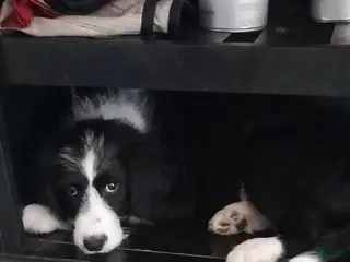 Bordoodle dogs Bordoodle Puppy 1 - Ad 5